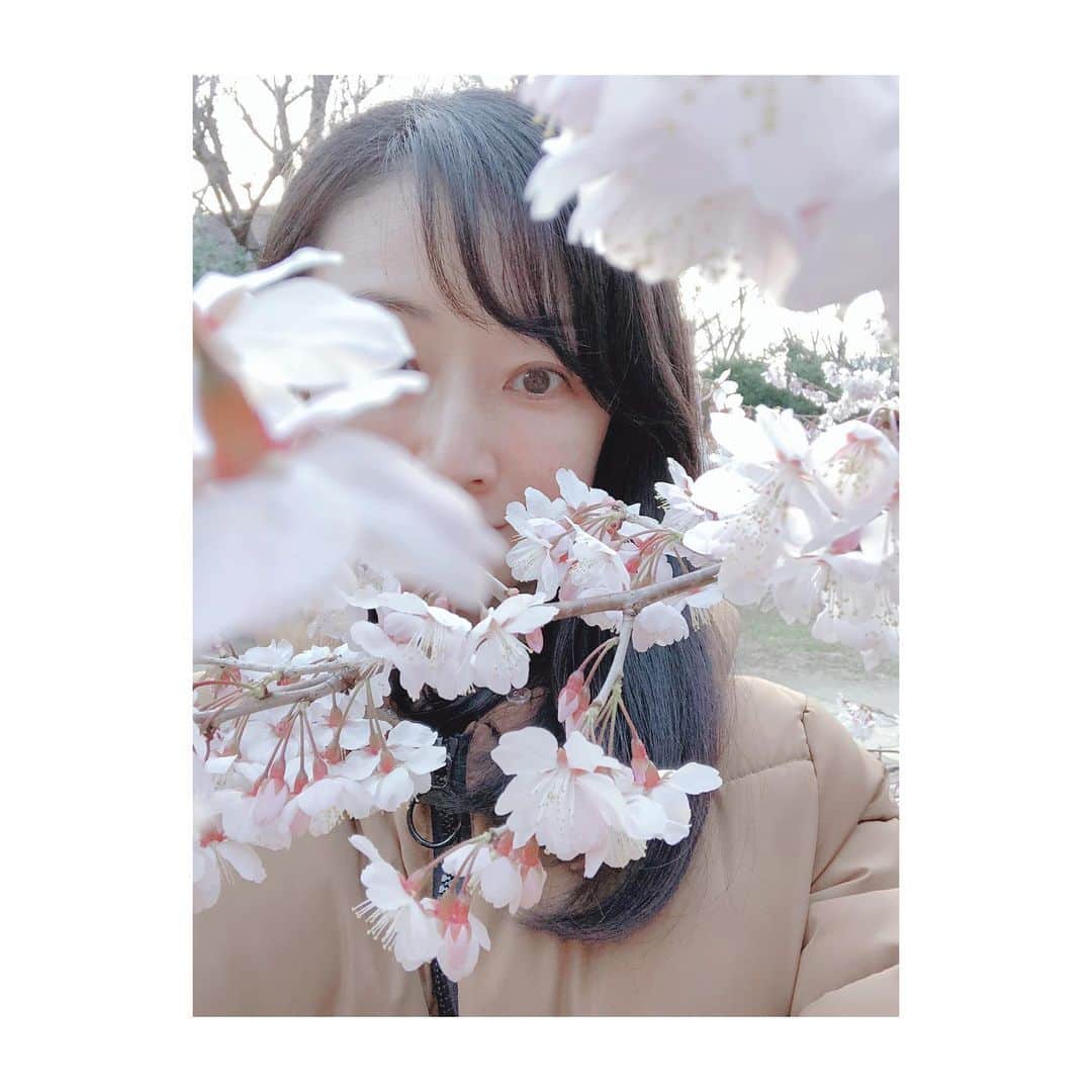 理絵さんのインスタグラム写真 - (理絵Instagram)「🤍🌸🤍 .  #桜 #sakura #벚꽃 #ciliegio #flowers #flower #fiore #꽃 #花」2月24日 13時09分 - ____rie____