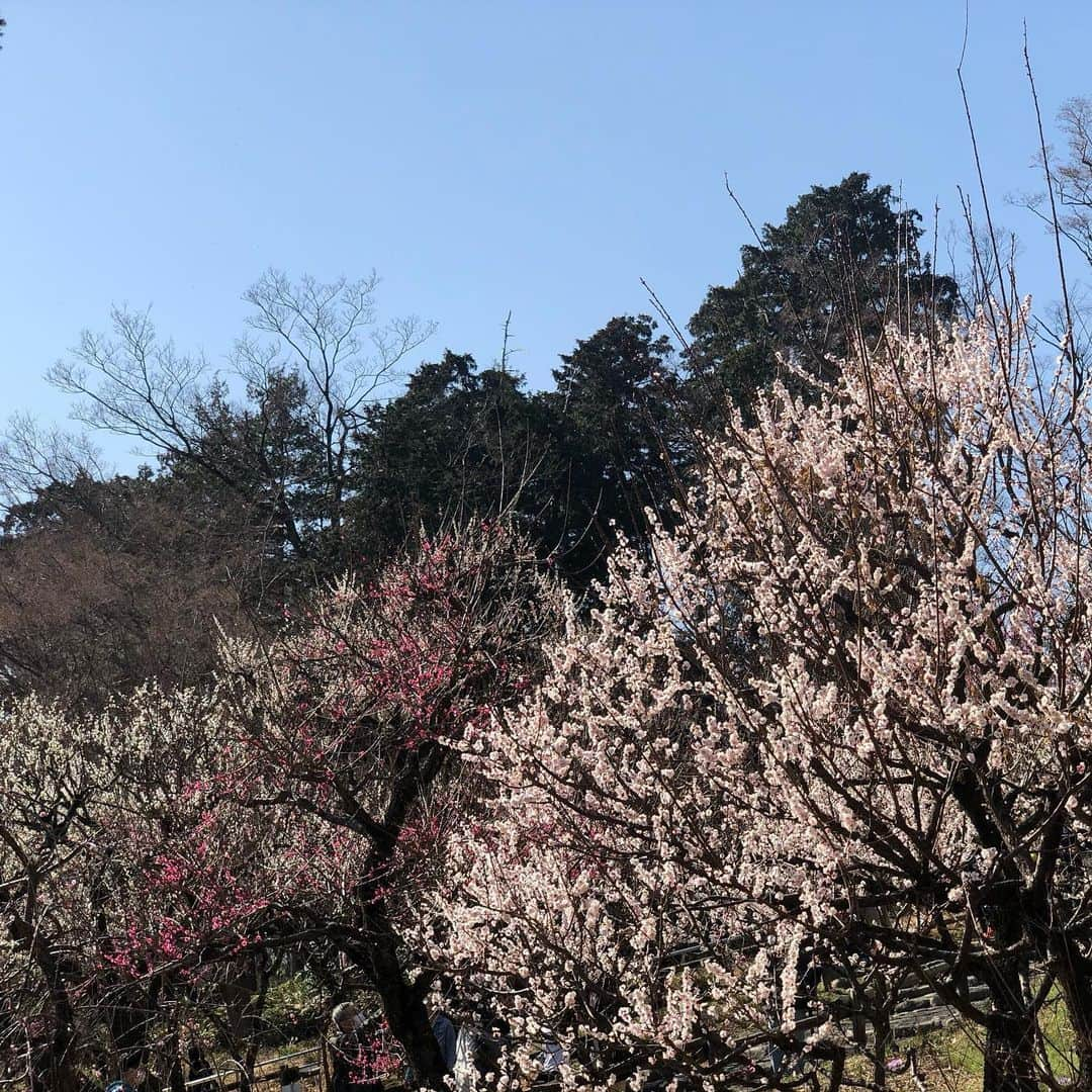 ケアエスコートのインスタグラム：「吉祥寺、井の頭公園 梅が、満開です！！！ #吉祥寺  #井の頭公園  #桜の前は梅  #満開  #紅梅  #白梅」