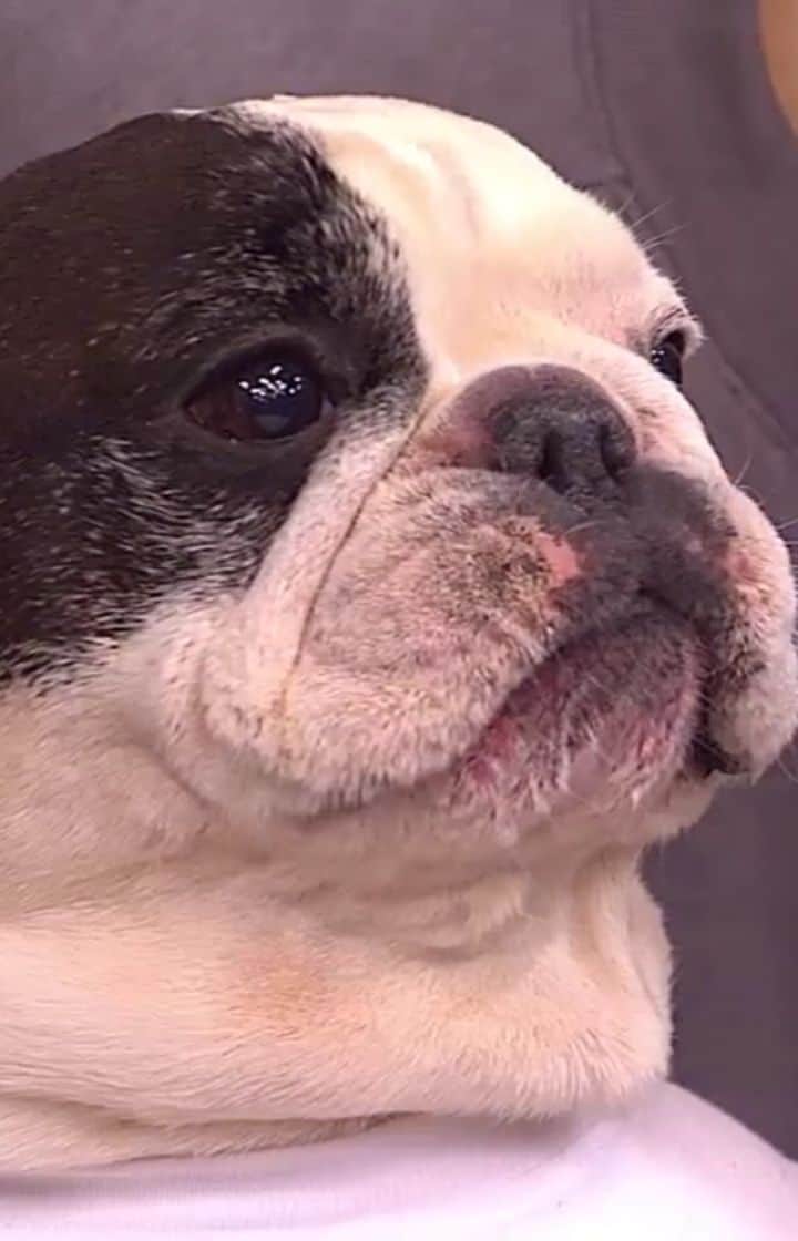 Manny The Frenchieのインスタグラム：「Did you catch me on @windycitylive with my pals @zymox_official?! Watch the clip where we chat about pet dental health! 😁」