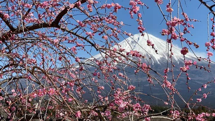 phantastic420のインスタグラム：「. 🤩🤩“Shizuoka” prefecture in Japan is a place where you can see the most “phantastic” Mt. Fuji🗻 in the world.🤩 #富士山 #mtfuji #japan #shizuoka #fujinomiya  #phantastic420photography #mostphantasticmtfuji #selamatpagi  #goodmorning  #おはようございます 😇😇😇😇😇😇😇🗻😇😇😇😇 はぁ〜仕事です😭休みの方は満喫してください🤣仕事の方は諦めましょう🤦‍♂️仕事の人いるのかなぁ〜？🤣田貫湖3泊羨まし〜🤣昨日は素晴らしい青空で撮影日和でした🤩」