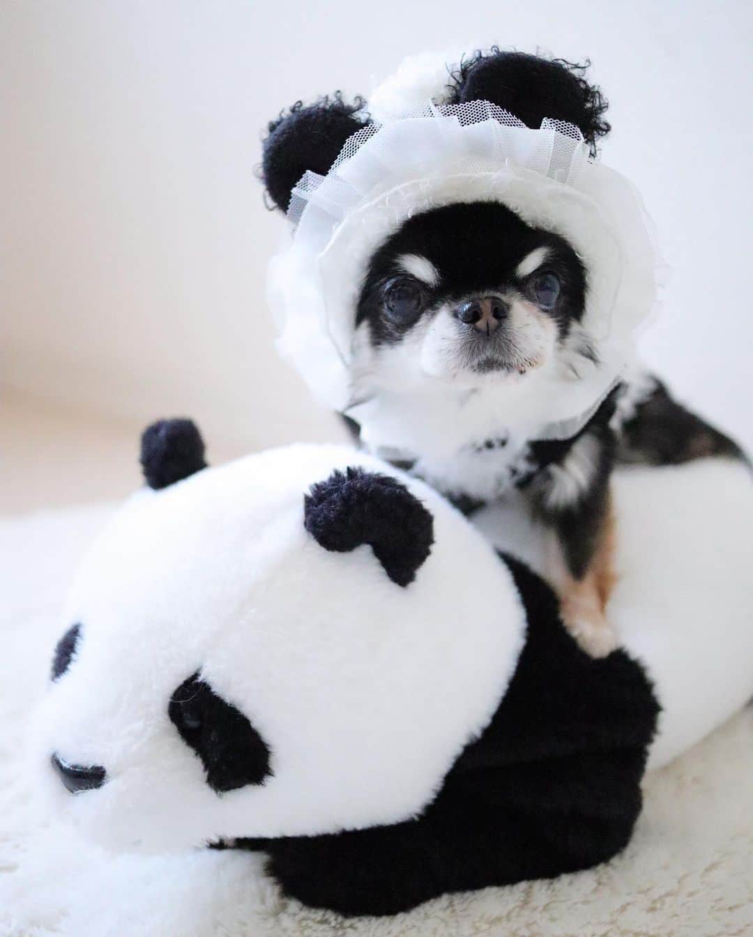 kayoのインスタグラム：「* * パンダに乗るパンダ🐼🐼 * * Melon💗🐼 * * #パンダ #PANDA * #chihuahua#chihuahualove#dogstgram#dog#instadog#チワワ#チワワ大好き * *」