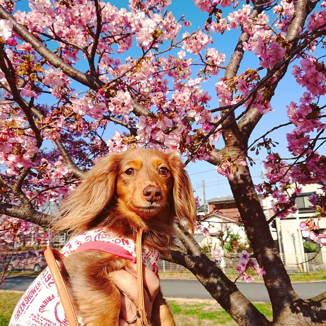 くるみんのインスタグラム：「* 河津桜🌸あずきちゃんバージョン  #カニンヘンダックスフント #カニンヘン #カニンヘンダックス #カニンヘンダックスフンドの日常 #カニンヘンダックスフンド #チョコタンダックス #チョコタン #ダックス多頭飼い #ダックスフント #ダックスフンドカニンヘン #ダックス部 #ダックス大好き #ダックスフンド #ダックス #わんこなしでは生きていけません会 #いぬばか部 #いぬすたぐらむ #短足部 #河津桜 #all_dog_japan #east_dog_japan #dachshundgram #dachshund_feature #dachshund #dogstagram #instagramdog #instadachs #inustagram #todayswanko #7pets_1day」