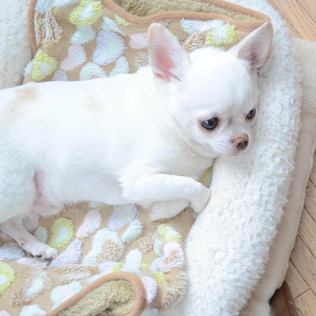 KORIKIのインスタグラム：「おはようございます♪ * #dogofsapporo #dog, #dogs, #dogstagram,#chihuahua,#犬バカ部,#チワワ,#koriki, #hanadog #白スムチ連合会, #スムチー,  #dogofthedayjp, #dogoftheday  #ilovemydog #instadog #instapet #WhiteChihuahua  #吉娃娃 #치와와  #dogsofinstagram #Chihuahualover  #ชิวาวา #チワワの輪 #barkbox #WhiteChihuahuaParty #もふもふモフモフ」