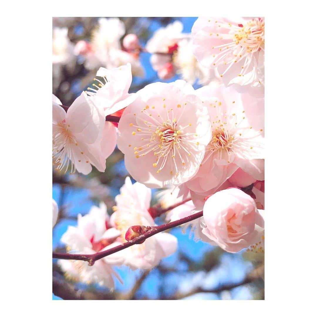 中谷しのぶさんのインスタグラム写真 - (中谷しのぶInstagram)「・ 梅は別名、春告草🌸🌸🌸 咲くことを"ほころぶ" 散ることを"こぼれる" 素敵な言葉に包まれた花なんですね😊 ・ 今年は開花が早いようですが、 まだまだ綺麗に"ほころんで"いました🌸 ・ #ほころんで #春を告げる #それにしても #なんで草なんだろう #この淡いピンクも #好きです💓」2月24日 8時40分 - shinobunakatani.ytv