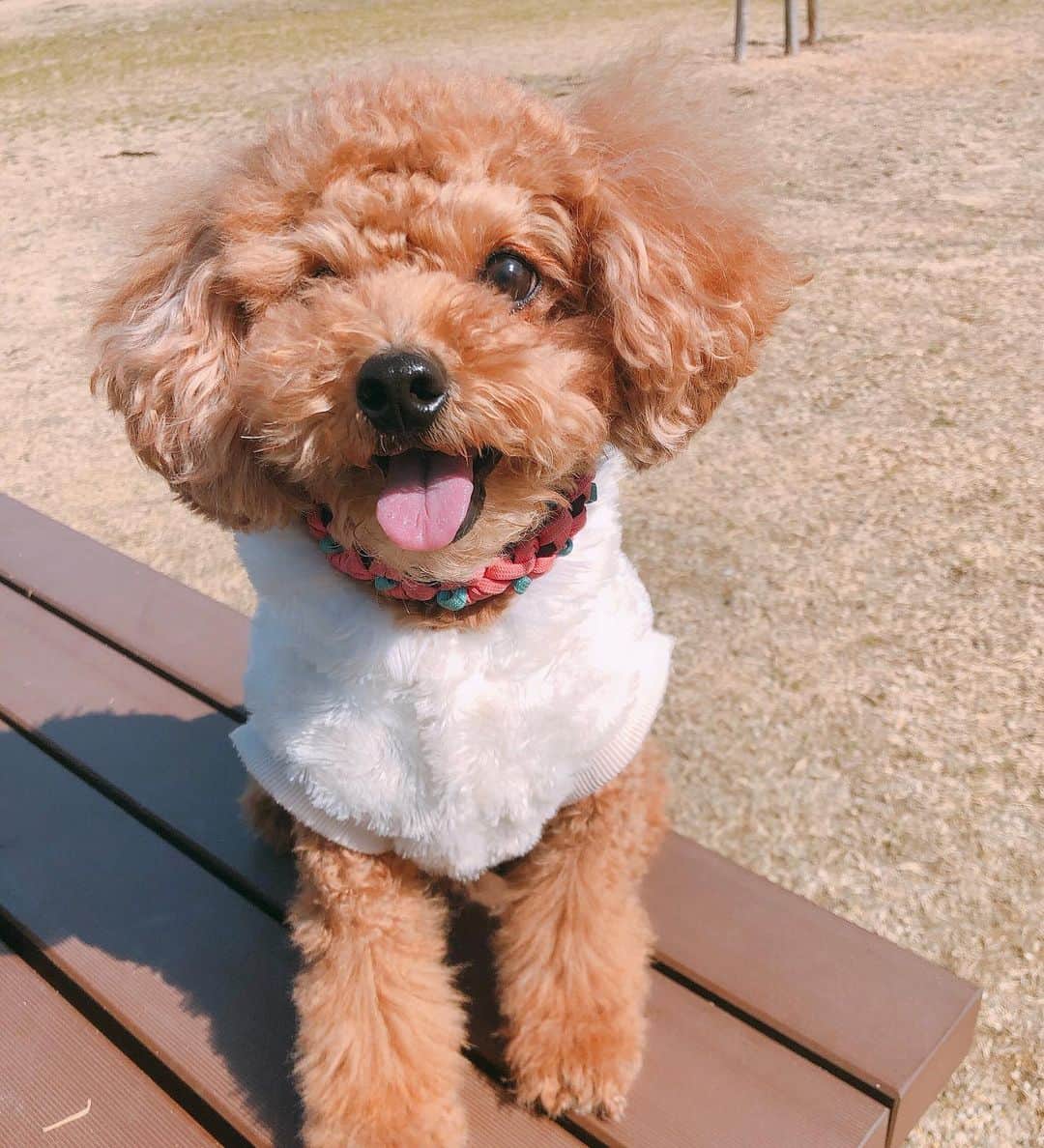 小椋寛子さんのインスタグラム写真 - (小椋寛子Instagram)「チョコとお出かけ🐾☺️ 嬉しそうに走り回ってました🐶💕 私をフォローして下さってる方も犬を飼われている方が多い気が😌♫ わんちゃんアイコンに癒されます☺️ #トイプードル #toypoodle」2月24日 14時12分 - ogura_hiroko