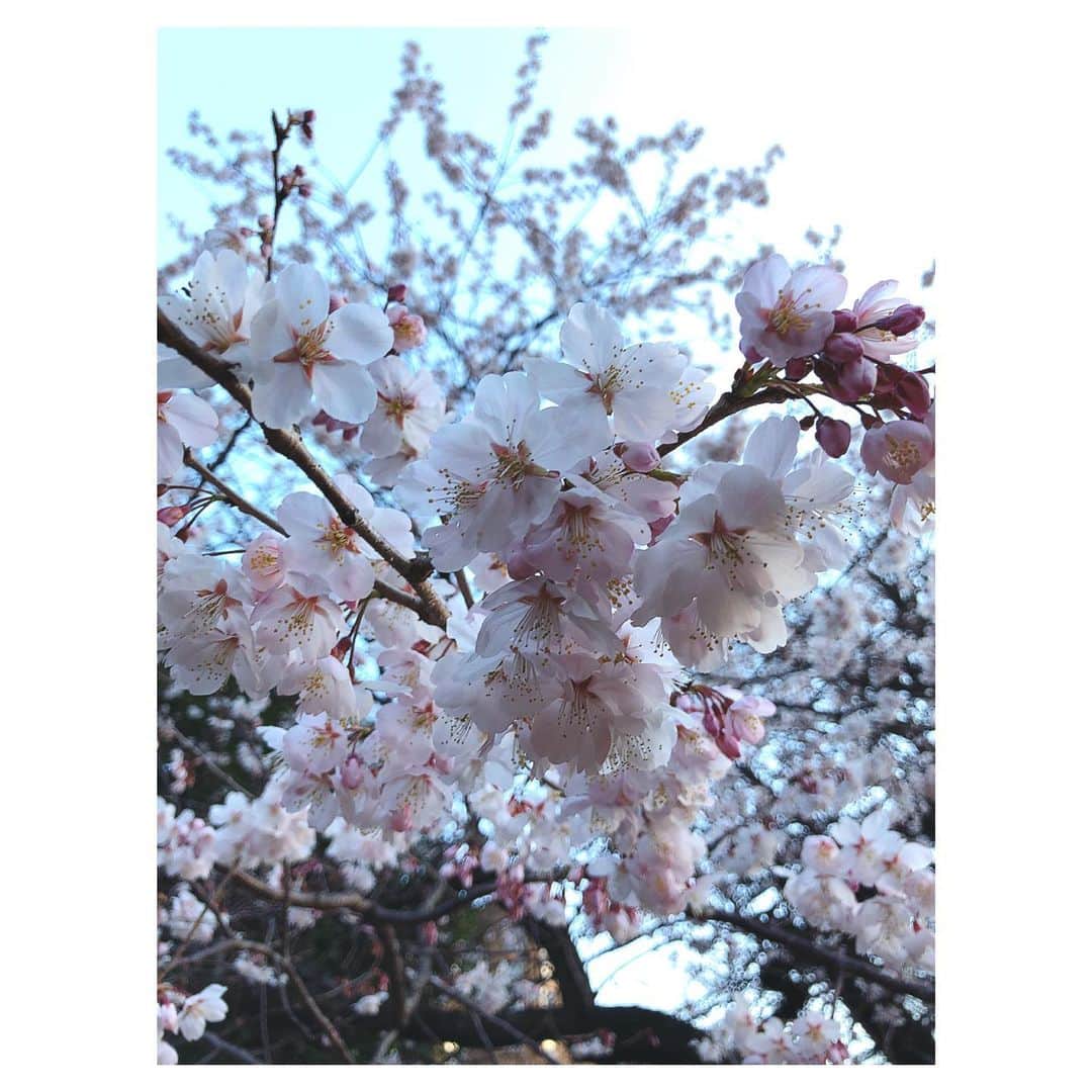 理絵さんのインスタグラム写真 - (理絵Instagram)「朝の桜  #🌸 #桜 #sakura #cherryblossom #ciliegio #벚꽃 #flowers #flower #fiore #꽃 #花 #tokyo #japan」2月24日 8時54分 - ____rie____