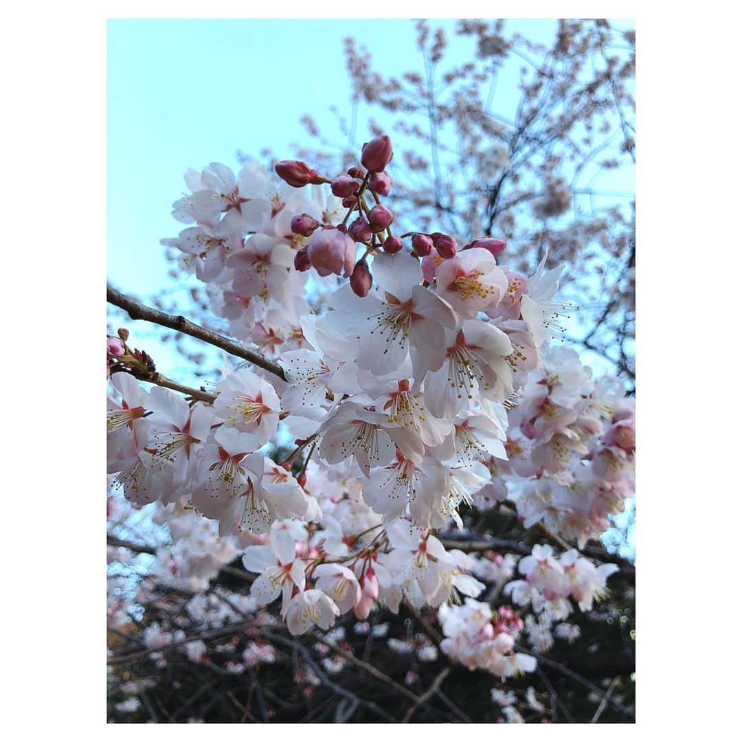 理絵さんのインスタグラム写真 - (理絵Instagram)「朝の桜  #🌸 #桜 #sakura #cherryblossom #ciliegio #벚꽃 #flowers #flower #fiore #꽃 #花 #tokyo #japan」2月24日 8時54分 - ____rie____