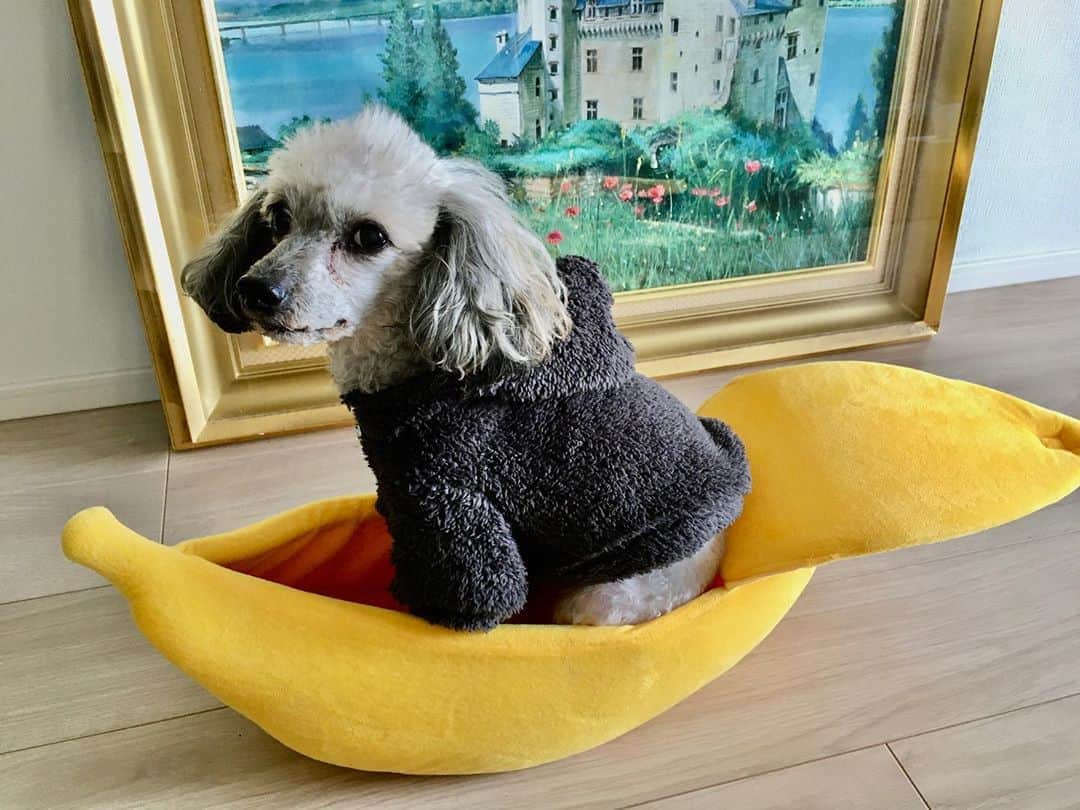 大塚莉奈のインスタグラム：「😍 #バロン #トイプードル #バナナ #baron #toypoodle #dog #dogstagram」