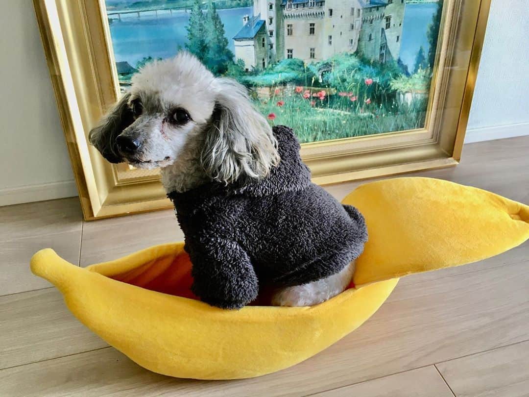 のインスタグラム：「😍 #バロン #トイプードル #バナナ #baron #toypoodle #dog #dogstagram」