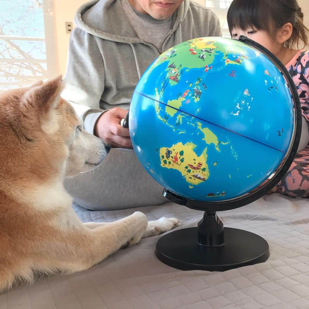 柴犬リリコのインスタグラム