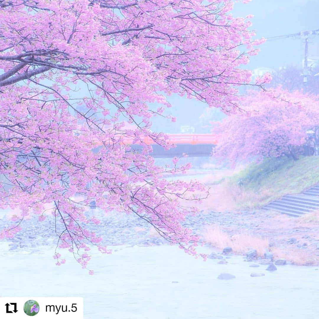 カメラのキタムラさんのインスタグラム写真 - (カメラのキタムラInstagram)「Repost @myu.5 様 • • • • • • 河津桜まつり * 【運命とは】 雨のなか会いに行ってよかったな (^-^) ・ ・ #tokyocameraclub  #light_nikon  #igersjp  #photo_travelers  #photo_shorttrip  #visitjapanjp  #ig_phos  #japan_of_insta  #japan_daytime_view  #reco_ig  #as_archive  #indies_gram  #indy_photolife  #vivid_impact  #rox_captures  #kokohana  #team_jp_flower  #loves_united_flora  #photo_jpn  #bestjapanpics  #todays_blue_collection  #photospot_collection  #lovers_nippon  #whim_life  #whim_fluffy  #東京カメラ部 #私の花の写真  #キタムラ写真投稿  #広がり同盟  #ファインダー越しの私の世界」2月24日 9時21分 - camera_kitamura