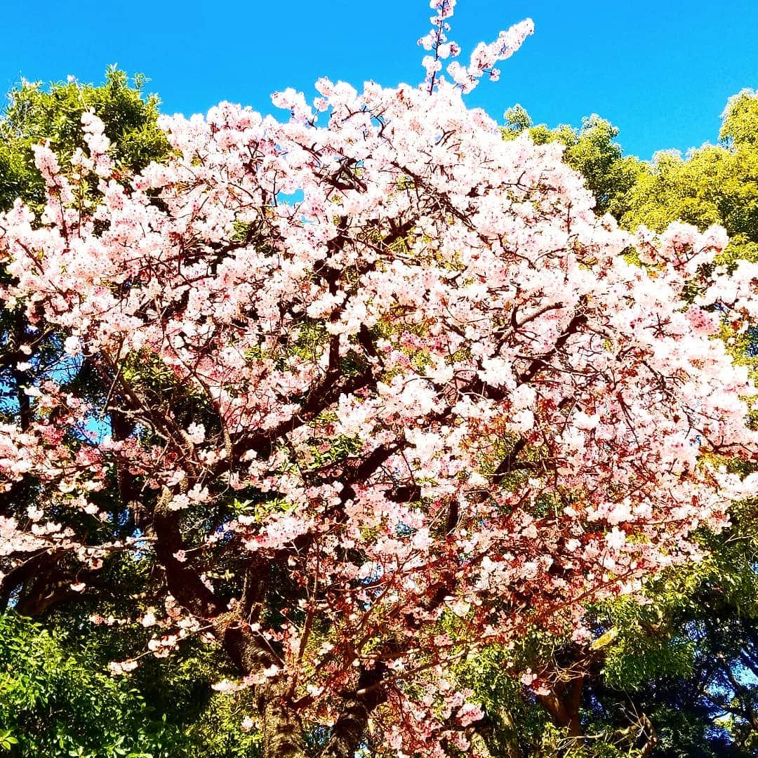 黒田啓蔵さんのインスタグラム写真 - (黒田啓蔵Instagram)「おはようございます。 今日もいい天気ですね。先週は、毎日バタバタと仕事をしていました。今日は、これから、今年は桜も早い✨こちらは、早咲きの寒桜。 さぁ、今日もいい一日になりますように！☺️ #いい天気☀️ #2月24日#さくら #寒ざくら #これから仕事です 。#満開」2月24日 9時46分 - kurodakeizo