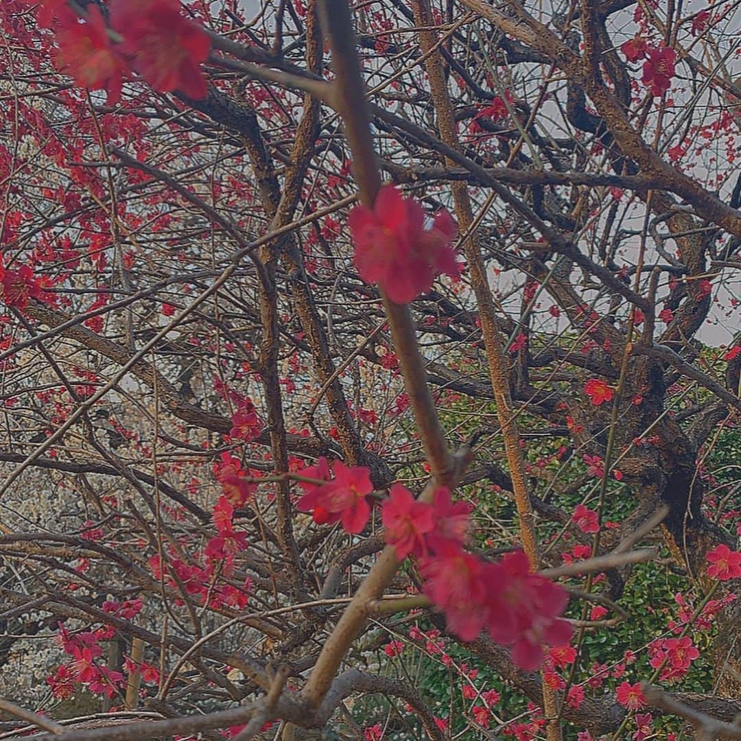 星野愛美さんのインスタグラム写真 - (星野愛美Instagram)「・桜の季節なのかな?・ ・ ・ 二枚目の桜の種類:教えて: #シブサン #桜の季節がくるよ #後ろ姿 #ポニーテール #桜の種類わかんない」2月24日 10時21分 - aimi._.nn08