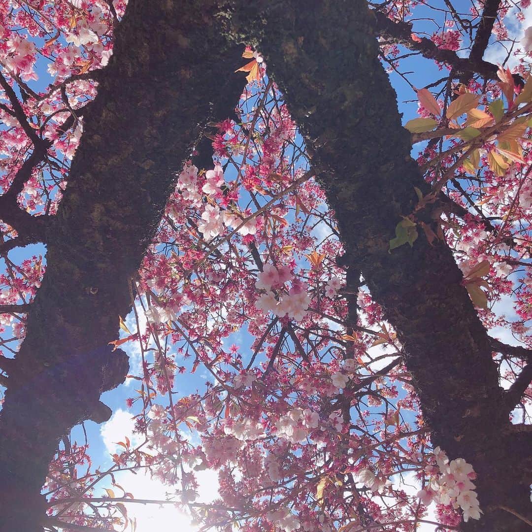 小栗有以さんのインスタグラム写真 - (小栗有以Instagram)「ハヤザクラ🌸  #春#先撮り#さくら#桜#足みたい」2月24日 11時15分 - yuioguri_1226