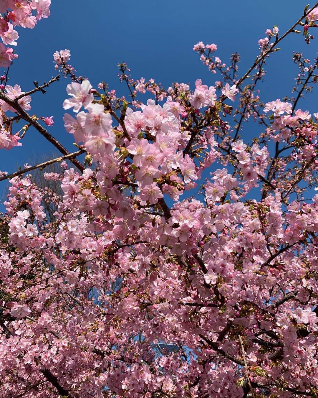 早坂香須子さんのインスタグラム写真 - (早坂香須子Instagram)「いつもお散歩している公園で満開の河津桜にメジロ！…と思いきや、身体は大きく赤い嘴。  完全にインコでした🦜  インコって20〜30年生きるんだよー。 何か訳あって野生化したんだろうねー  たくましいな  生態系は心配だけど、 人間の都合で寒い国に連れてこられて インコだって大変よね。」2月24日 11時50分 - kazukovalentine
