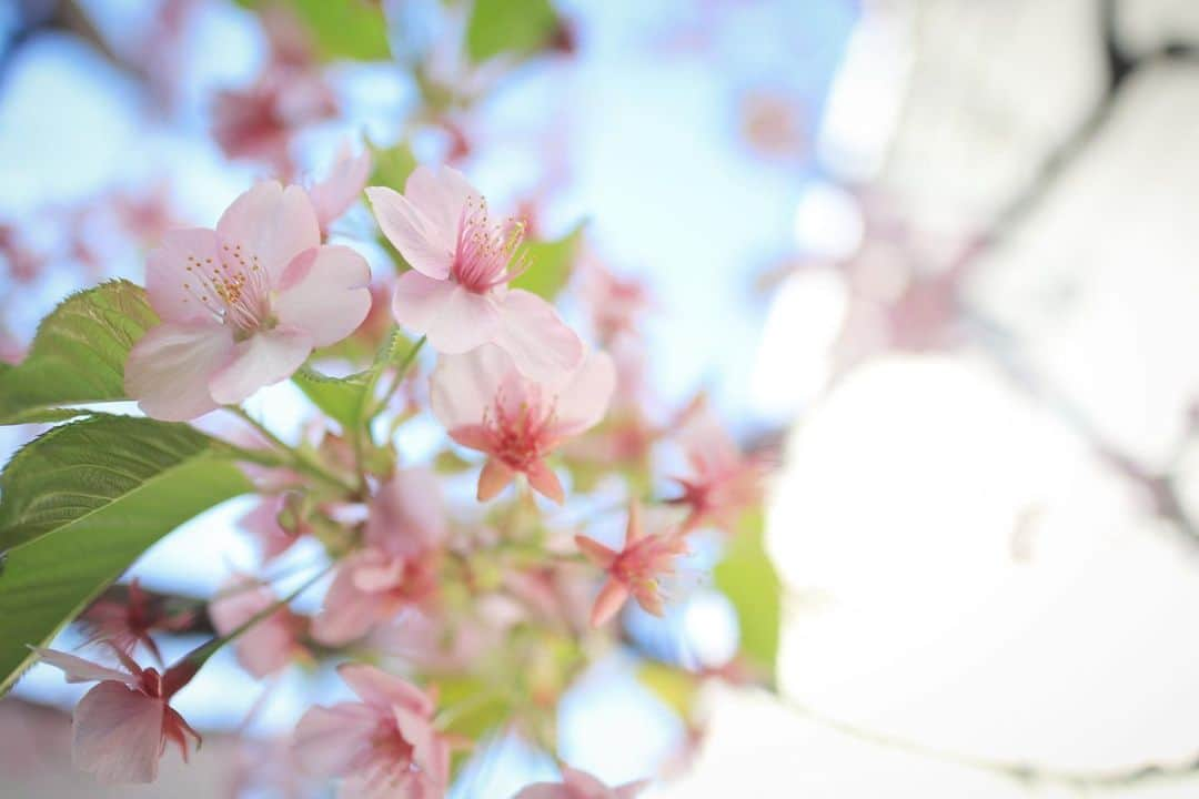 深沢紗希さんのインスタグラム写真 - (深沢紗希Instagram)「河津桜かな？ たまたま見つけた🌸 #桜#河津桜 #たまたま見つけた #小さな幸せ#canonphotography #eoskissm #ミラーレス一眼#カメラ好きな人と繋がりたい #写真撮るのが好き」2月24日 23時21分 - saki_fukasawa