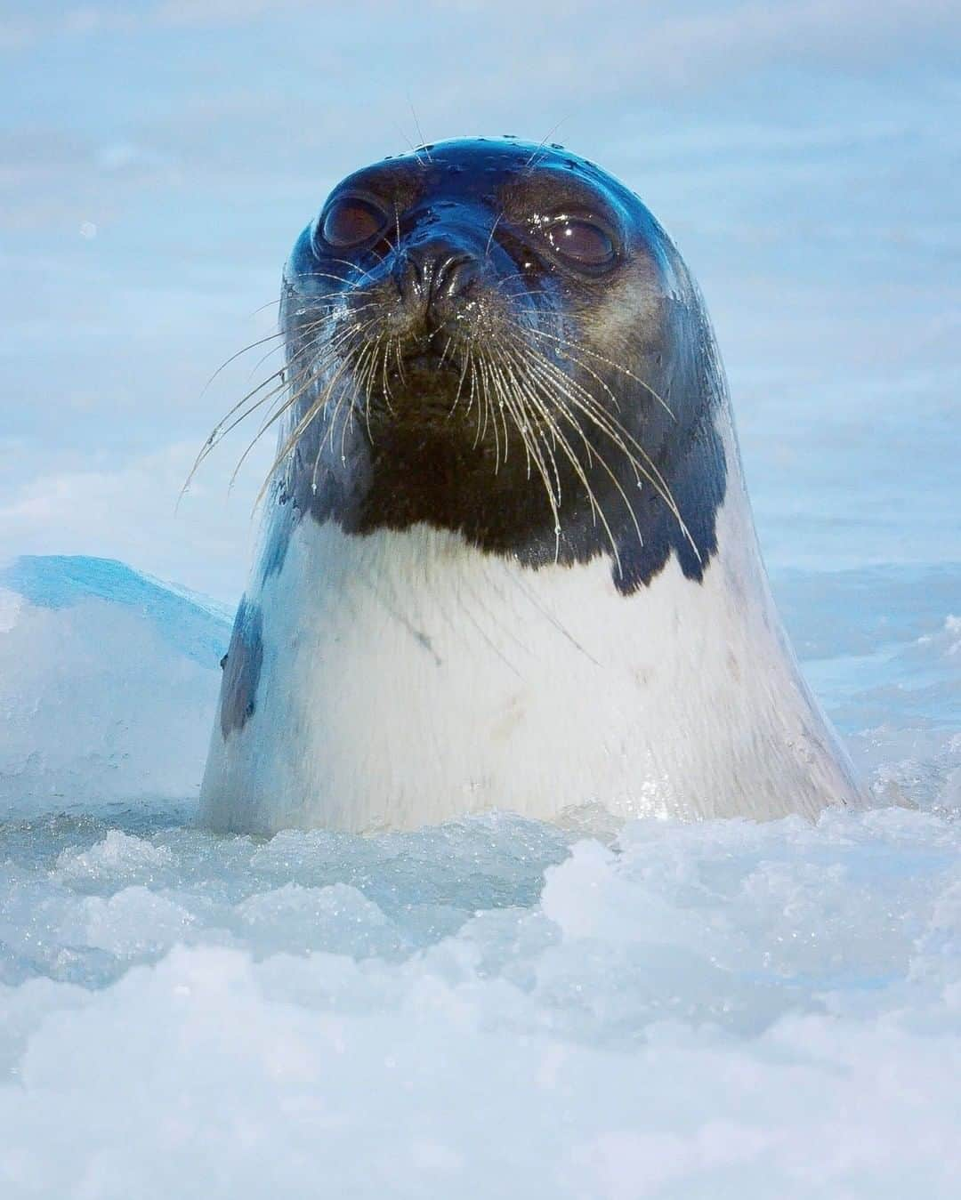 National Geographic Travelさんのインスタグラム写真 - (National Geographic TravelInstagram)「Photo by @bertiegregory | A female harp seal spy-hops through a breathing hole in the Gulf of St. Lawrence, Quebec, Canada. In early spring, these seals travel south from their Arctic feeding grounds to give birth on ice floes. During cold periods, they must use their sharp claws to ensure their breathing holes do not freeze up. #wildlife #harpseal #polar #arctic #seal」2月24日 22時07分 - natgeotravel