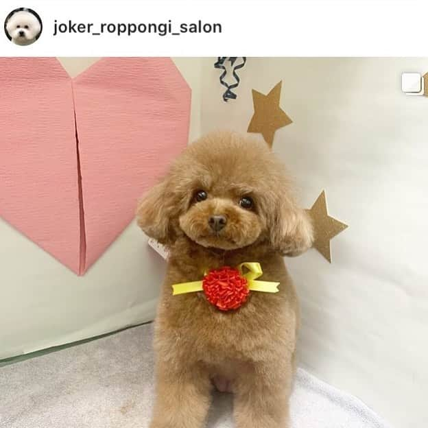 ももちゃん & まろんたんのインスタグラム：「今回も可愛くしてもらいました😍ありがとうございます❣️ ・ ・ モモちゃん😆❤︎❤︎ ・ 今回はトリミング出来ましたね😍 とってもいい子に頑張ってました✨✨ ・ キャンペーンもご利用頂き、ふわふわです😉✨ ・ またのご来店お待ちしております！！ ・ #ジョーカー #ジョーカー六本木ヒルズ店 #トリミングサロン #犬 #癒し #トイプードル #ふわふわ #もこもこ #プードルカットスタイル #ふわもこ部 #プードル部 #かわいい  #joker #roppongi #roppongihills #dog #salon #toypoodle #toypoodlestagram」