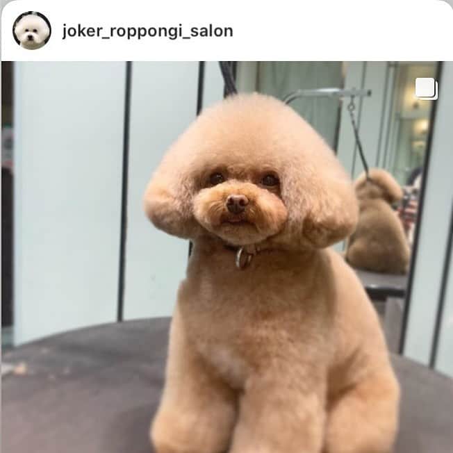のインスタグラム：「まろんたんふわんふわんにしてもらいましたー❣️ 前日からおチビ達(きな、もか)と遊んでたせいか、眠かったらしい💦 ベロが出ちゃってるのはそのせい、、？？笑  今回も可愛くしていただきありがとうございます😊 またよろしくお願いします💓 ・ ・ マロンちゃん☺️✨ ・ マロンちゃんふわふわのもこもこですー😆❤︎❤︎ 今回は少しお疲れのご様子で笑 トリミング中はうとうとしてました🤣🤣 可愛かったです❣️ ・ いつもご利用頂き、ありがとうございます☺️ ・  #ジョーカー #ジョーカー六本木ヒルズ店 #トリミングサロン #犬 #癒し #トイプードル #ふわふわ #もこもこ #プードルカットスタイル #ふわもこ部 #プードル部 #かわいい  #joker #roppongi #roppongihills #dog #salon #toypoodle #toypoodlestagram」