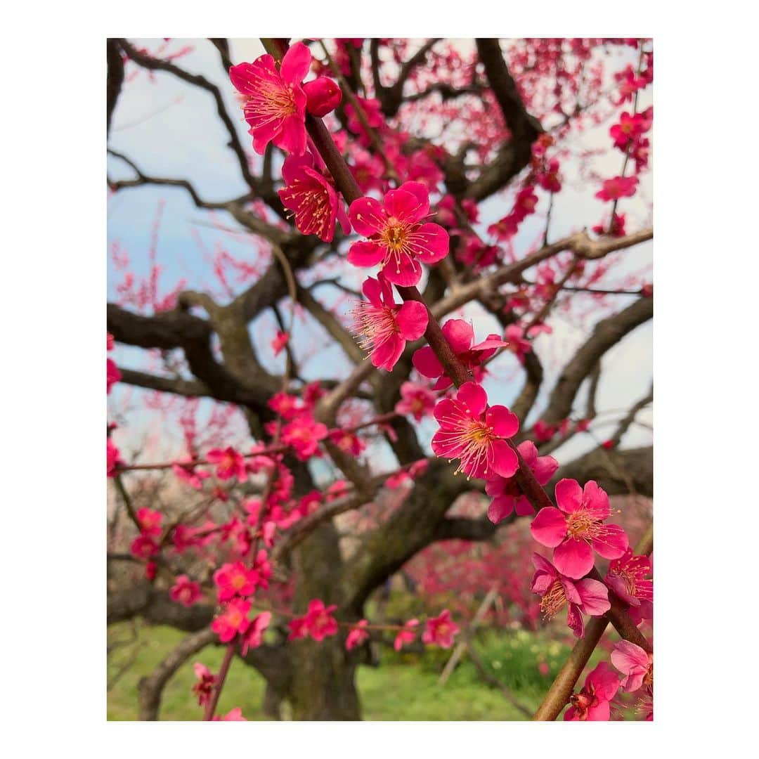 森千波さんのインスタグラム写真 - (森千波Instagram)「#1000hana . . . . #plum#flowers#pink#white#colorful#spring#japan#梅#梅林#花#春」2月24日 22時52分 - 1000wave