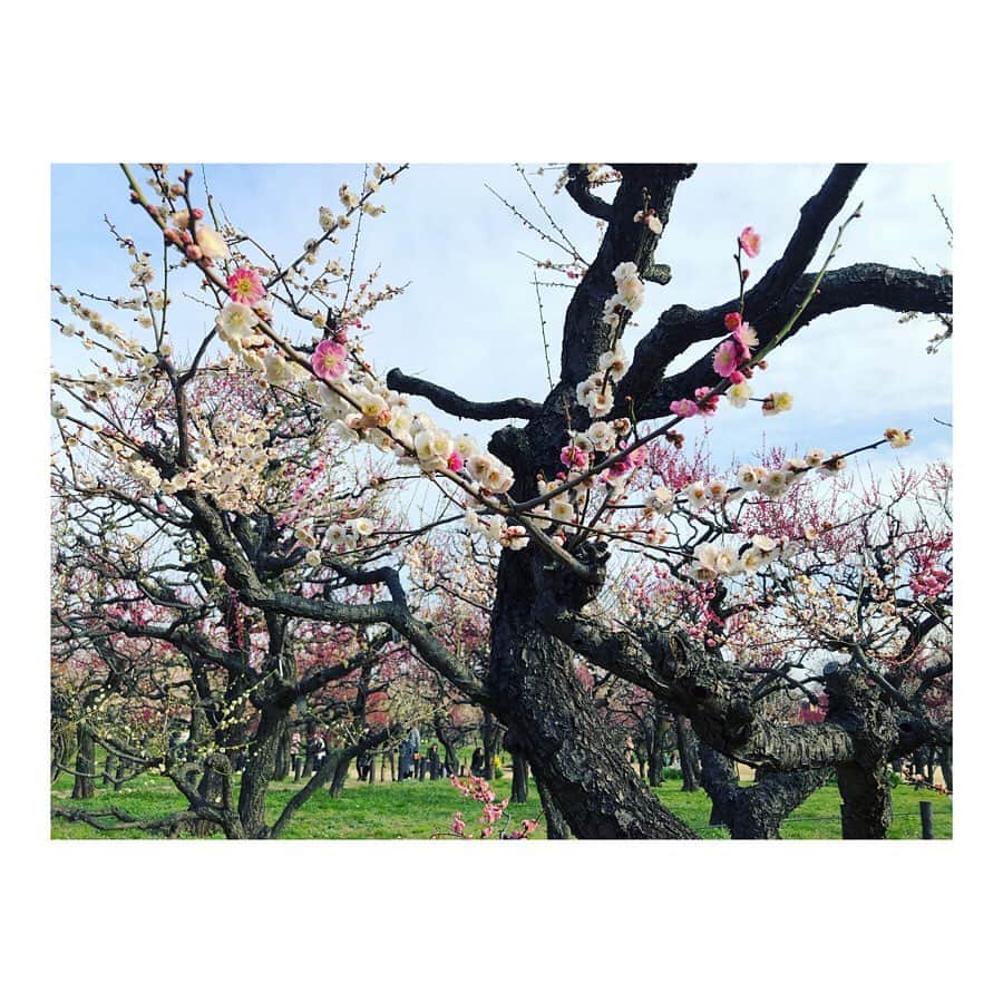 森千波さんのインスタグラム写真 - (森千波Instagram)「#1000hana . . . . #plum#flowers#pink#white#colorful#spring#japan#梅#梅林#花#春」2月24日 22時52分 - 1000wave