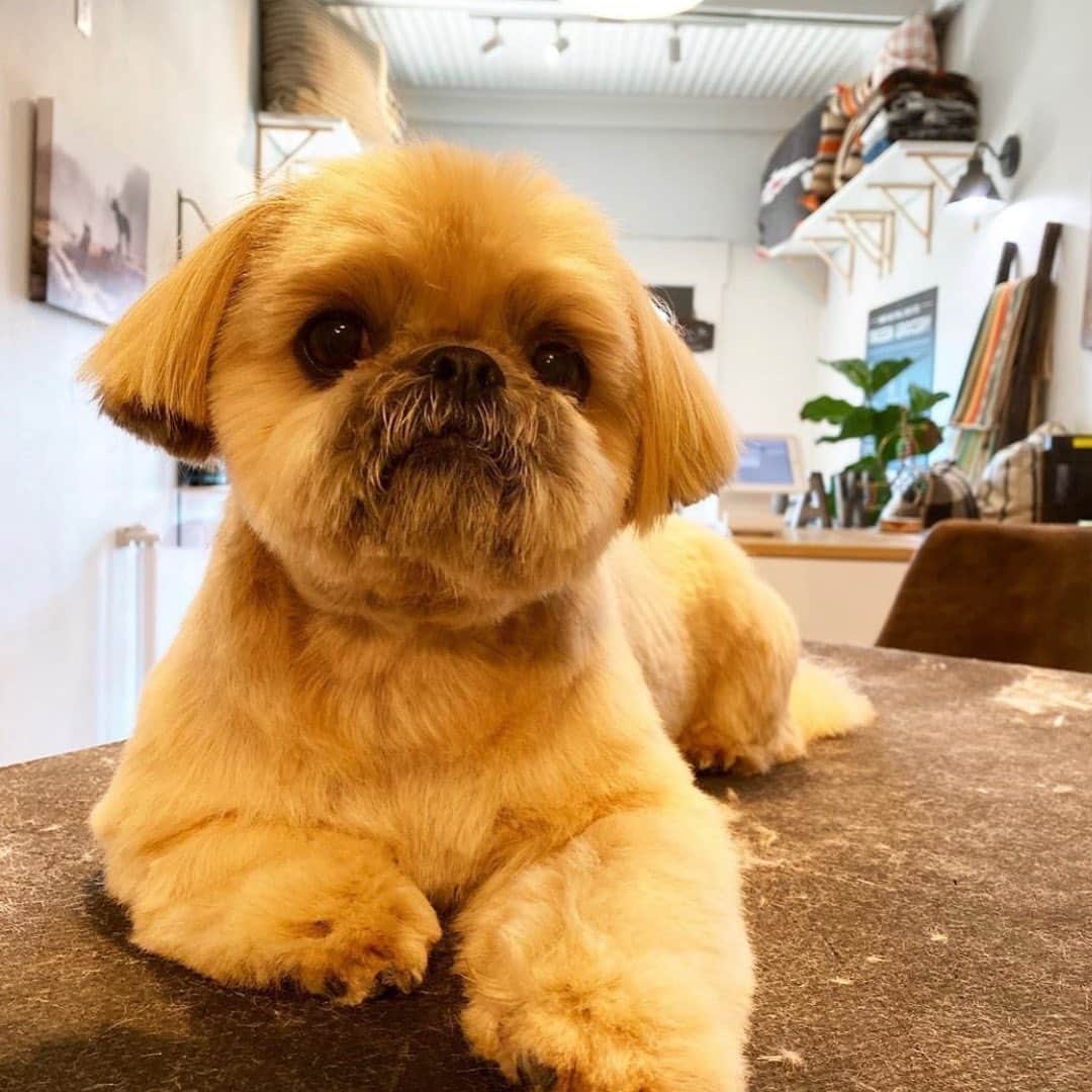 Dougie the Shih Tzuさんのインスタグラム写真 - (Dougie the Shih TzuInstagram)「Up in the club. (@napanatural.dogco )」2月24日 23時12分 - dailydougie