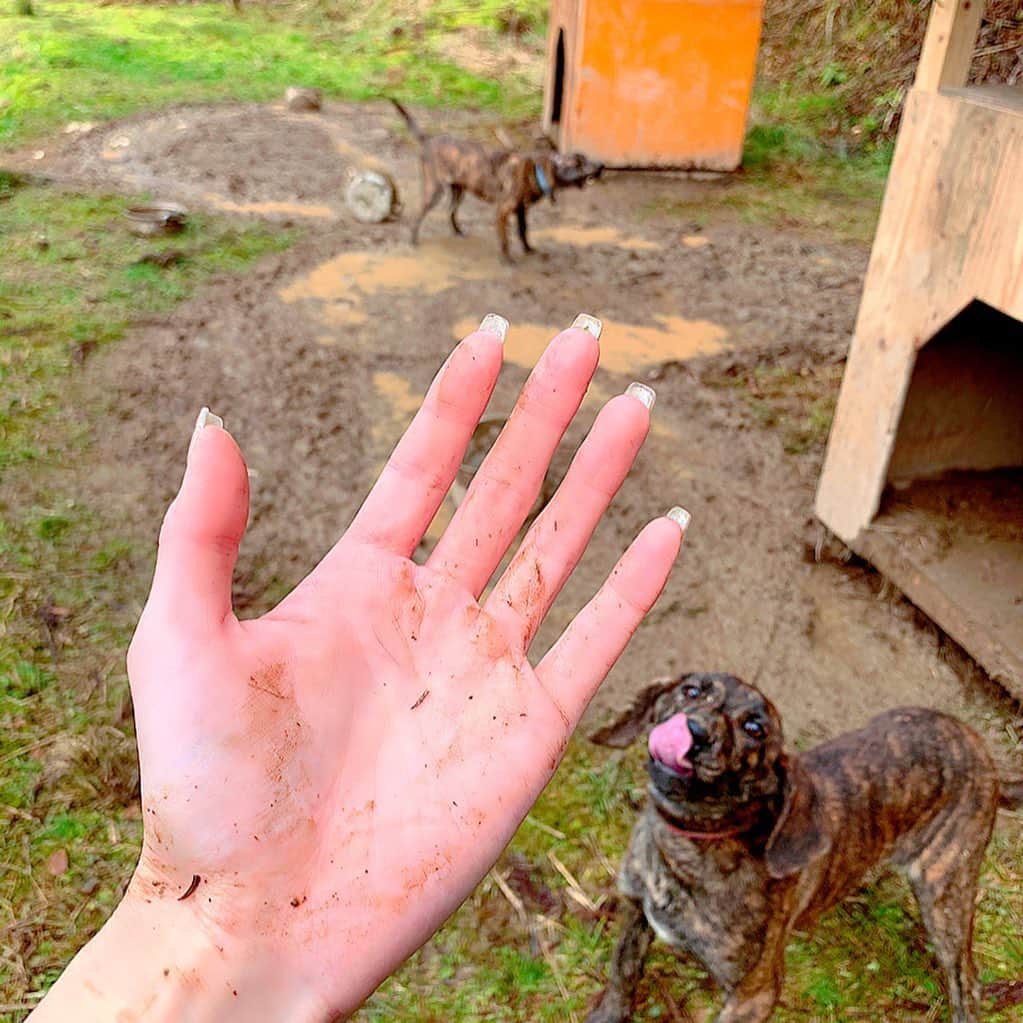 のインスタグラム：「美山は只今狩猟制限中で狩りに出られないので先月の狩猟での想い出🎶﻿ ﻿ いっちゃん&くっちゃんに御挨拶へ行ったら早速泥んこにされましたww😳💦 ﻿ ﻿ まだお子ちゃまだから立派な大人に成長するまで一緒にはお仕事出来ないけど、お二人とも天真爛漫で人懐っこくて賢くてとにかく可愛い❤️ ﻿ ﻿ #京都﻿ #美山﻿ #hunting ﻿ #狩猟﻿ #hunter ﻿ #猟師﻿ #狩猟女子 ﻿ #猟犬﻿ #plothound ﻿ #プロットハウンド ﻿ #泥んこ﻿ #可愛い﻿ #一網打尽﻿」
