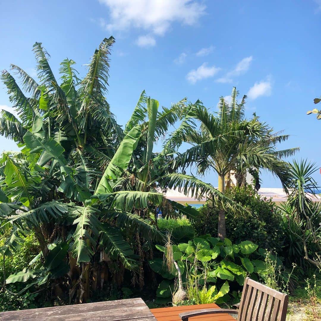 のインスタグラム：「事務所の庭がジャングル化する沖縄あるある…🌴🍌🌺 1本植えたバナナの木ははたくさん生い茂り、知らない間に実をつける🍌オーガニックバナナです😂ピンクの花はブーゲンビリア、可愛い花だけど、すんごいトゲがあります😆ビーサンも突き刺さすくらい長くて鋭いトゲ🤭  今日の沖縄はいいお天気で気持ちいい🏄‍♀️🌞🏝 #okinawa  #beachlife  #banana  #気持ちいいね #海のある暮らし」