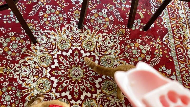 田崎佑一のインスタグラム：「東大阪での営業の合間、猫カフェでちゅーるさせてもうてます。大きな猫にもちゅーるあげようと思ったらバンバンさんでした！失礼しました！」