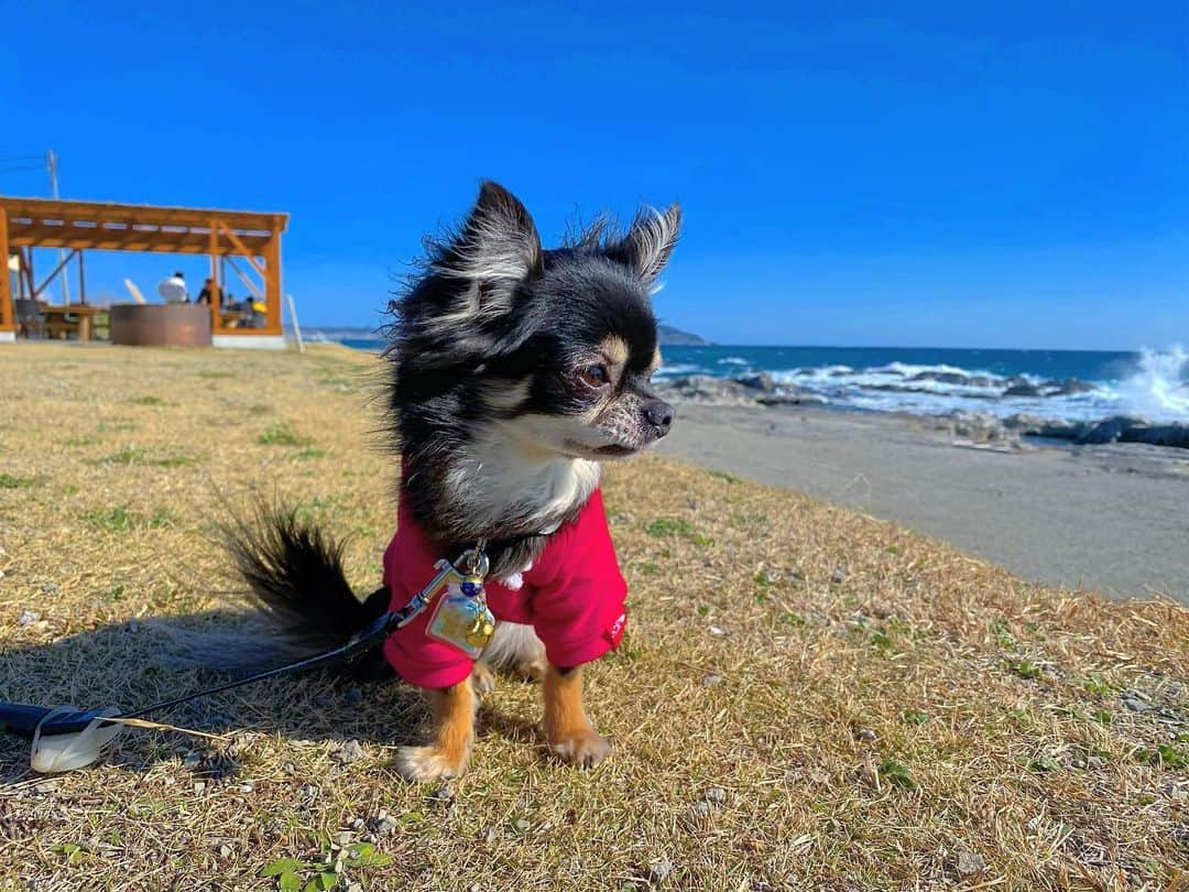 中倉隆道さんのインスタグラム写真 - (中倉隆道Instagram)「. 波高っ🌊 . 風強っ💨 . . わんこの毛が😆🐶💨 . . 富士山見えた🗻☺️🙏 . . #伊戸漁港 #漁港食堂だいぼ #絶景 #愛犬 #チワワ #わんこ #わんこのいる生活 #中倉隆道 #柿ピー研究家 #フリーアナウンサー #アニメ研究家 #愛犬家  #わんことお出かけ」2月24日 16時18分 - ryudo.tokyo