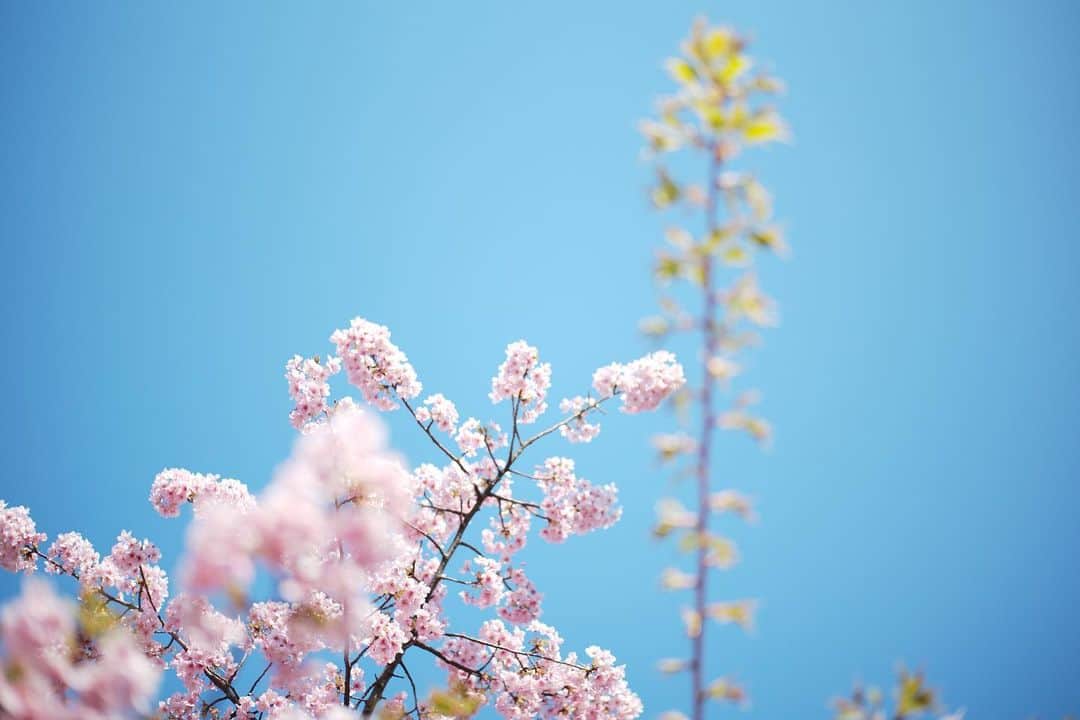 のインスタグラム：「🌸 #河津桜  #天気は最高だけど花粉が😢」