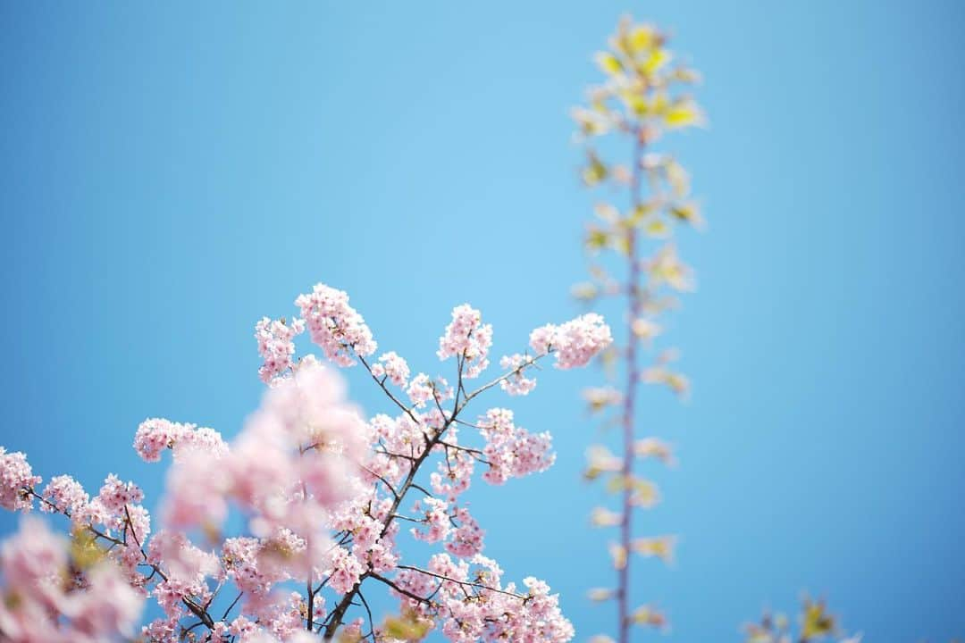 田中毅さんのインスタグラム写真 - (田中毅Instagram)「🌸 #河津桜  #天気は最高だけど花粉が😢」2月24日 16時31分 - tanaka_ta_ke_shi