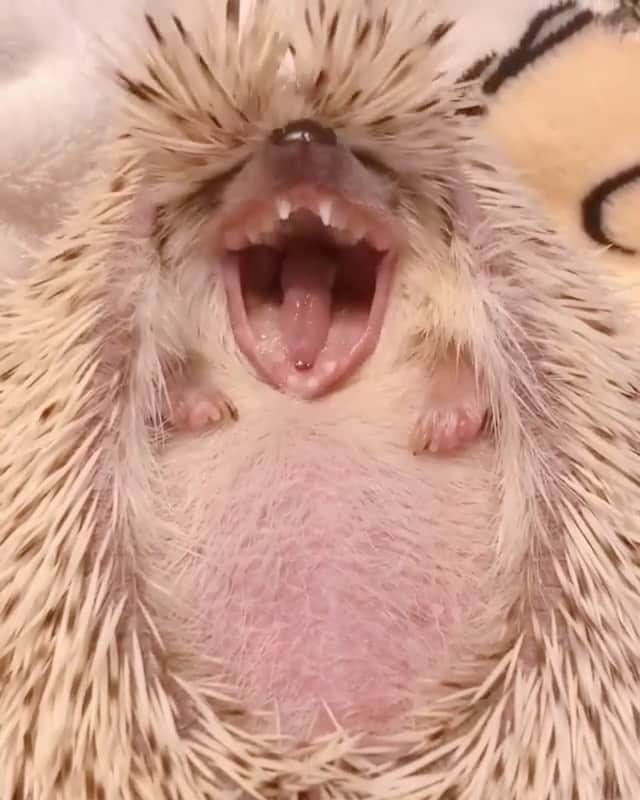カロリーヌ・ド・メグレのインスタグラム：「Monday」
