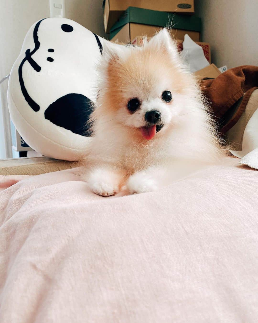 r_oseのインスタグラム：「Little curious one 🐰〰️」