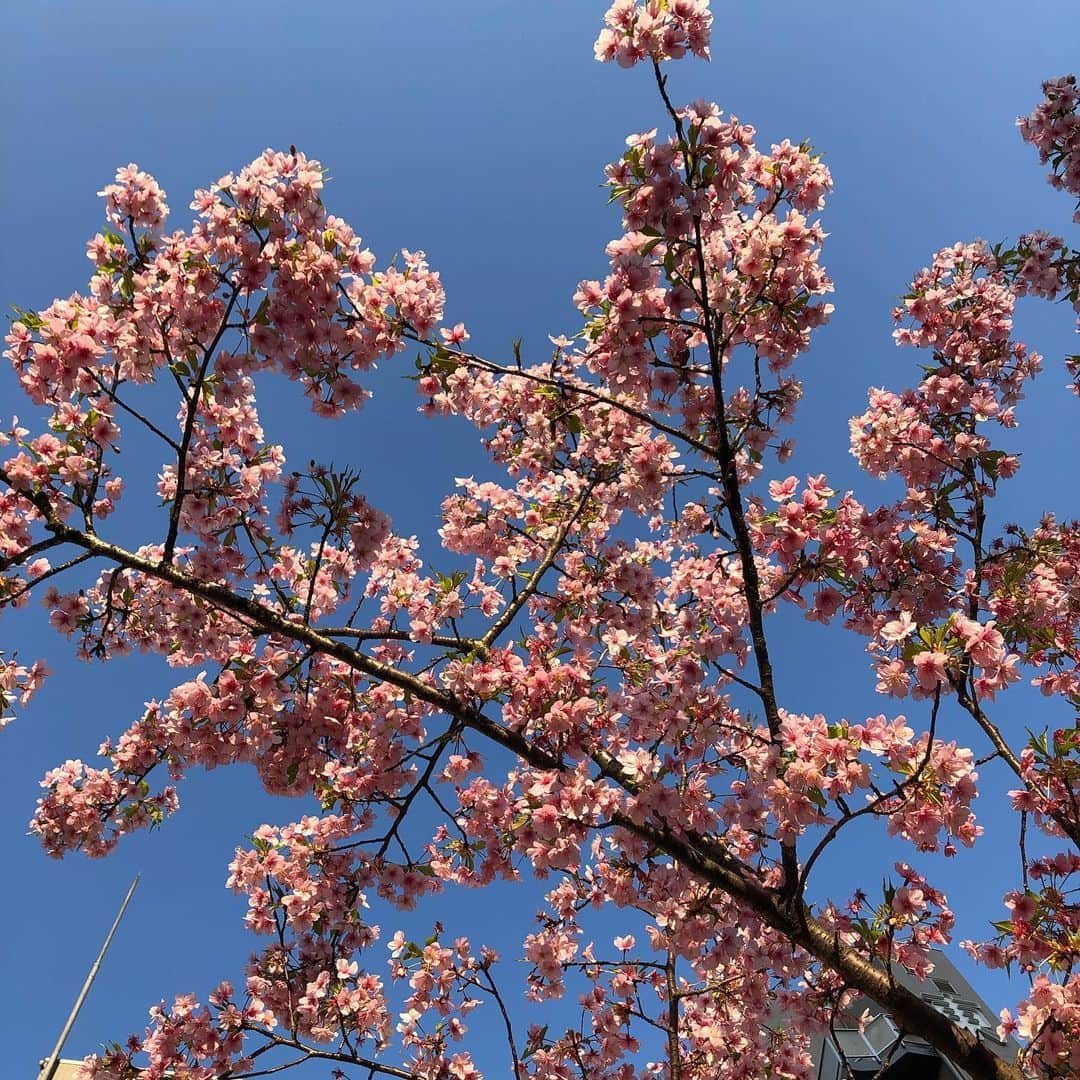 石川亜沙美のインスタグラム：「青とピンク🌸 ・ 帰り道の見上げた空 朝晩はまだまだ寒いけど 日中はポカポカ陽気☀️ ・ 『うん。キレイ。』 ☺️心の呟き💓 ・ 今日の わたしの 小さな幸せ🌸 ・ ・ #青とピンク #nonfilter  #さくら #🌸 #tokyo  #2020.02.24」