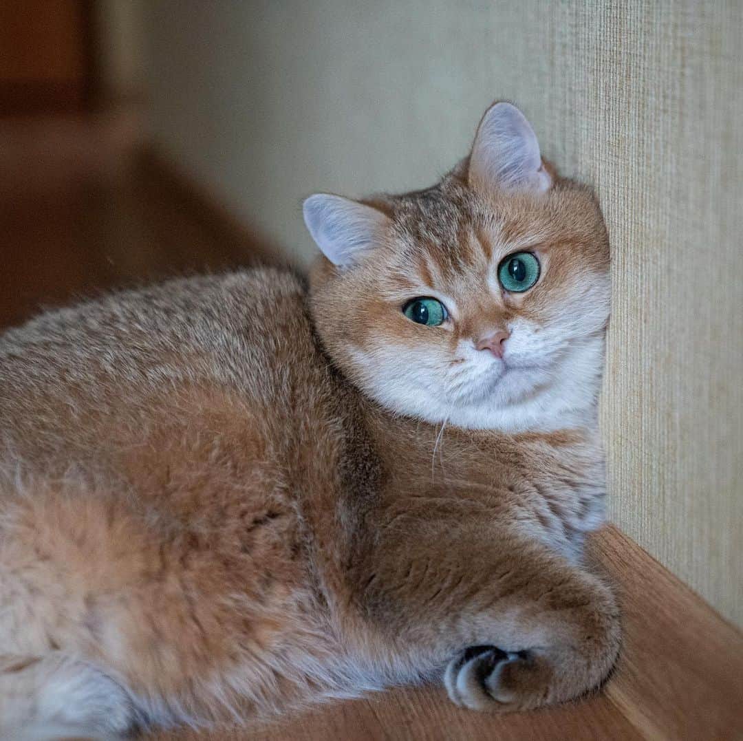 Хосико кот купить