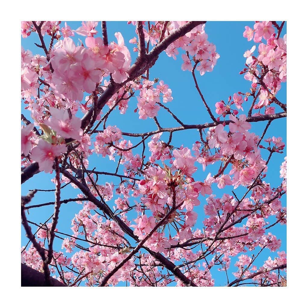 相田瑠菜さんのインスタグラム写真 - (相田瑠菜Instagram)「🌸🌸🌸﻿ 今年の春はどんな春にしたい？💕✨﻿ ﻿ 自分が願う、自分が思う生活は﻿ 自分で作っていこう！ってタイプ🐰✨﻿ ﻿ 自分を幸せに出来るのは自分だけ﻿ 自分の人生自分が楽しまなくてどする？💕✨﻿ ﻿ 誰を信じて誰を想って関わって生きてくか﻿ 笑顔を作っていくかは﻿ 自分がどうなりたいか、どうしたいか💗﻿ ﻿ 結局、自分次第だと思うの。 私にだって選ぶ権利はある。 意志がしっかりしてる人が好き。 🌸🌸🌸﻿ ﻿ #新生活 #新生活準備 #新生活スタート #2020春 ﻿ #幸せな時間 #幸せな瞬間をもっと世界に #幸せな時間をありがとう #幸せをありがとう #幸せな休日 ﻿ #桜 #桜吹雪 #桜 #快晴 #日本 #ピンク #休日の過ごし方 #お花見 #花見 #like4likes #followｍe #いいね歓迎 #フォロー歓迎 #気持ち #想い」2月24日 17時23分 - _aina_official
