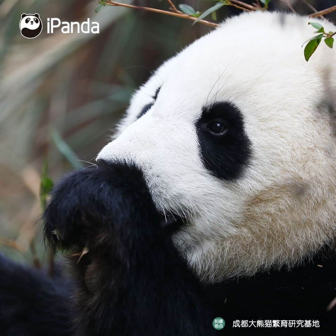 iPandaさんのインスタグラム写真 - (iPandaInstagram)「As long as the facial features are cute, I will be the most adorable in the world! (Qi Hang) 🐼 😆 🐼 #panda #ipanda #animal #pet #adorable #China #travel #pandababy #cute #photooftheday #Sichuan #cutepanda #animalphotography #cuteness #cutenessoverload」2月24日 17時31分 - ipandachannel