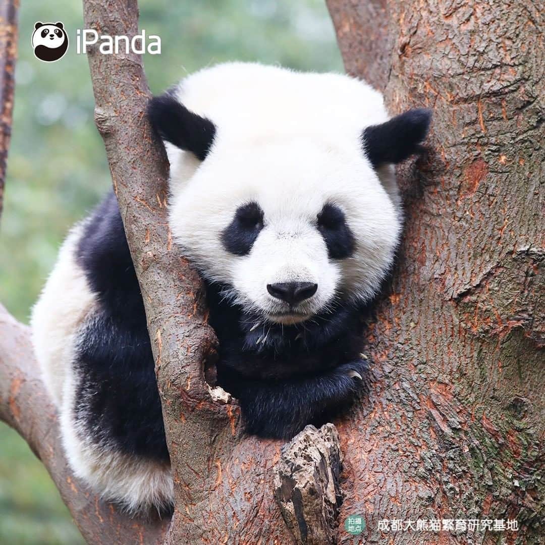 iPandaさんのインスタグラム写真 - (iPandaInstagram)「As long as the facial features are cute, I will be the most adorable in the world! (Qi Hang) 🐼 😆 🐼 #panda #ipanda #animal #pet #adorable #China #travel #pandababy #cute #photooftheday #Sichuan #cutepanda #animalphotography #cuteness #cutenessoverload」2月24日 17時31分 - ipandachannel