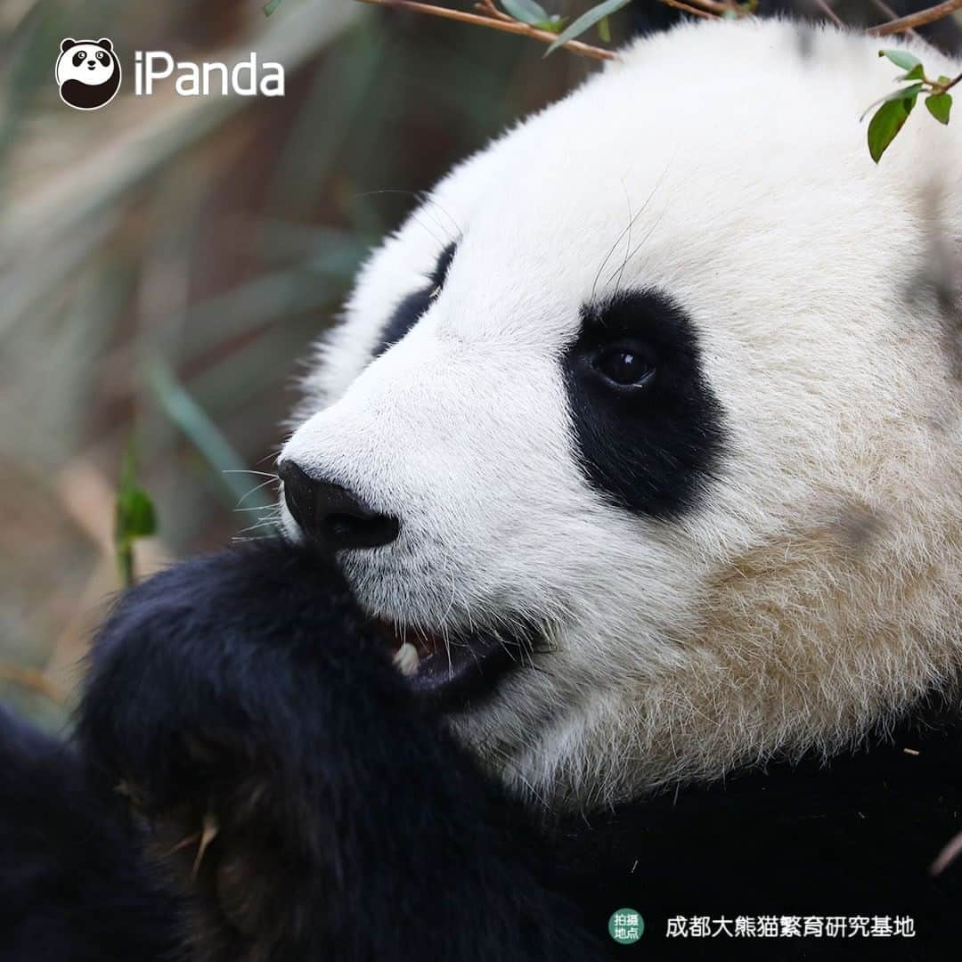 iPandaさんのインスタグラム写真 - (iPandaInstagram)「As long as the facial features are cute, I will be the most adorable in the world! (Qi Hang) 🐼 😆 🐼 #panda #ipanda #animal #pet #adorable #China #travel #pandababy #cute #photooftheday #Sichuan #cutepanda #animalphotography #cuteness #cutenessoverload」2月24日 17時31分 - ipandachannel