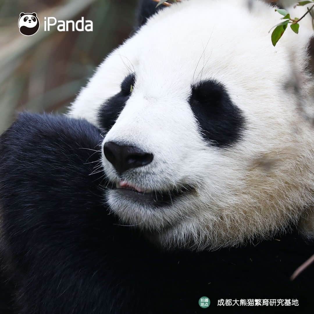 iPandaさんのインスタグラム写真 - (iPandaInstagram)「As long as the facial features are cute, I will be the most adorable in the world! (Qi Hang) 🐼 😆 🐼 #panda #ipanda #animal #pet #adorable #China #travel #pandababy #cute #photooftheday #Sichuan #cutepanda #animalphotography #cuteness #cutenessoverload」2月24日 17時31分 - ipandachannel