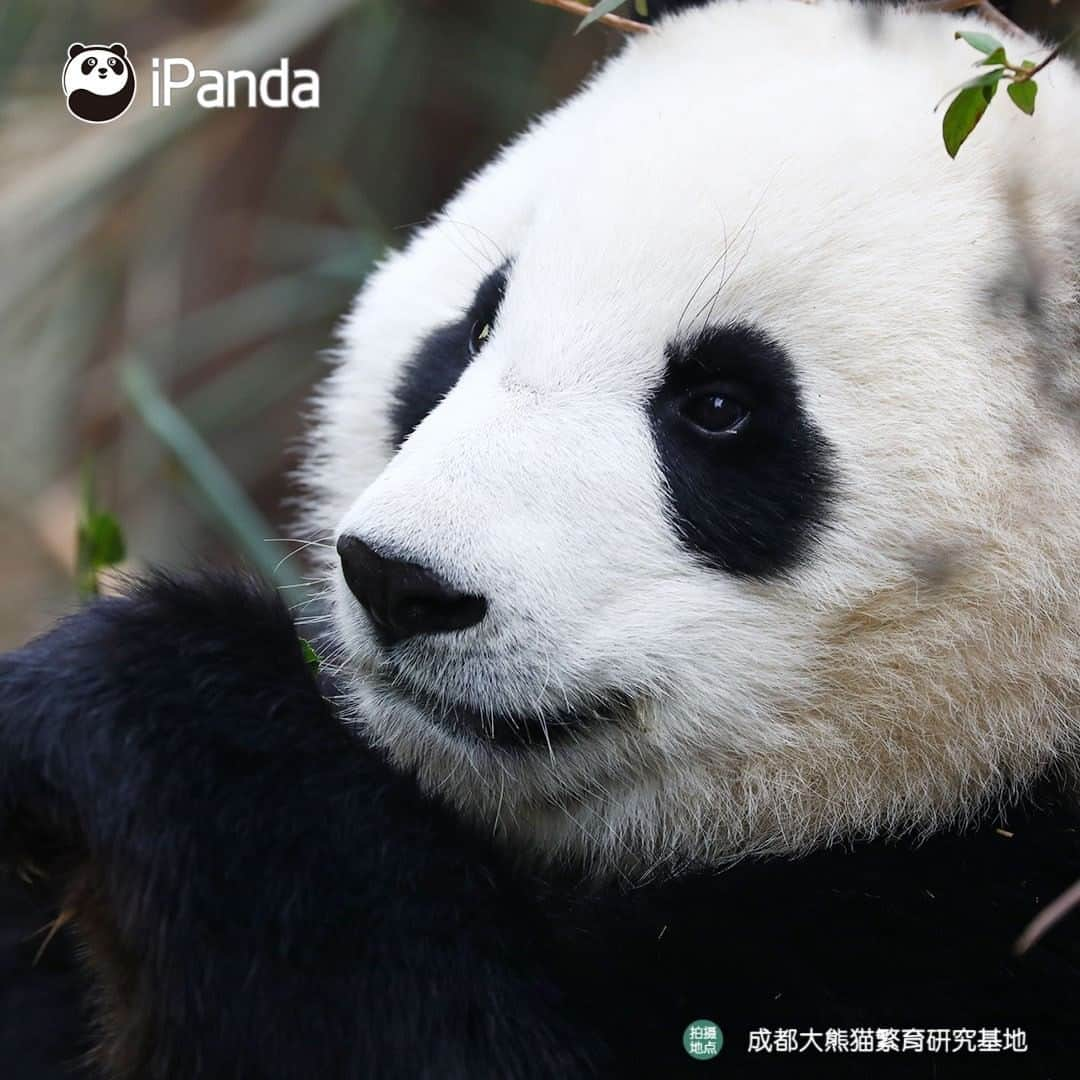 iPandaさんのインスタグラム写真 - (iPandaInstagram)「As long as the facial features are cute, I will be the most adorable in the world! (Qi Hang) 🐼 😆 🐼 #panda #ipanda #animal #pet #adorable #China #travel #pandababy #cute #photooftheday #Sichuan #cutepanda #animalphotography #cuteness #cutenessoverload」2月24日 17時31分 - ipandachannel