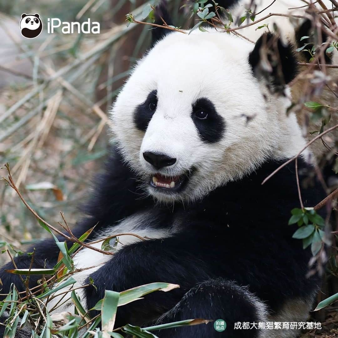 iPandaさんのインスタグラム写真 - (iPandaInstagram)「As long as the facial features are cute, I will be the most adorable in the world! (Qi Hang) 🐼 😆 🐼 #panda #ipanda #animal #pet #adorable #China #travel #pandababy #cute #photooftheday #Sichuan #cutepanda #animalphotography #cuteness #cutenessoverload」2月24日 17時31分 - ipandachannel