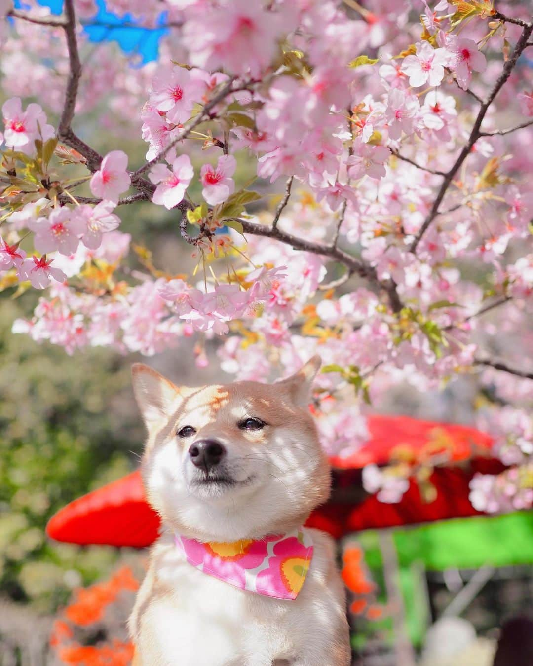 豆柴にこちゃんさんのインスタグラム写真 - (豆柴にこちゃんInstagram)「🐶🌸 深大寺にお蕎麦食べにいったら ここにも河津桜が✨ . お蕎麦は　#大師茶屋　で。 . 最後の写真、にこが虹に囲まれて なにやらスピリチュアルぽくなった🌈 . しかし今日花粉やばい！ 花粉症じゃなかったけど 鼻水プシャー . #柴犬#豆柴#pecoいぬ部#犬#わんこ#犬#ここ柴部#shibainu#dog#mameshiba#pecotv#shiba#いぬのきもち部#しばいぬ#しばけん#こいぬ#シバイヌ#いぬ#イヌ#ペット#日本犬#子犬#puppy#pet#시바견#강아지#개#barked#9gag」2月24日 17時40分 - nikochan.mame48