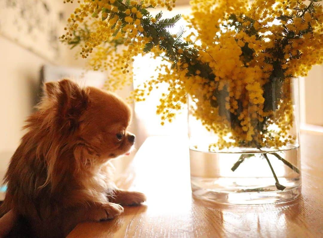 kayoのインスタグラム：「* * ミモザ✨ * *モコモコして可愛いー☺️💛 * * kulio💛 * * #ミモザ #花のある暮らし #chihuahua#chihuahualove#dogstgram#dog#instadog#チワワ#チワワ大好き * *」