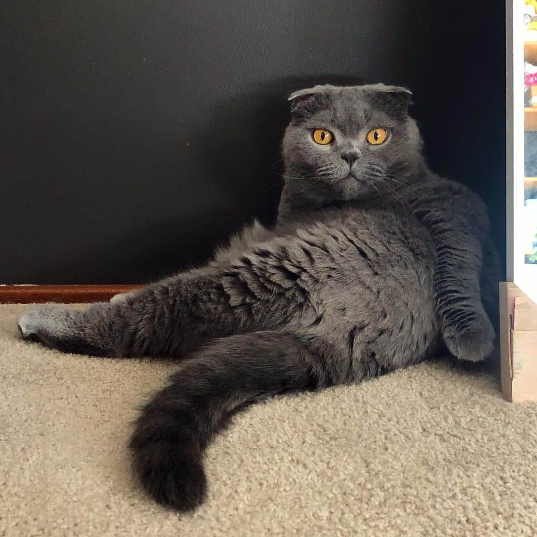 のインスタグラム：「Hai friends!!! 👋🏼 Sorry it’s been a while. Miss you all. Whatcha been up to? 😽 #Hi #missyou #KingBacon」