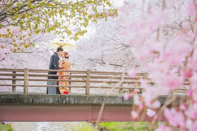 Decollte Wedding Photographyのインスタグラム：「【 奈良 Nara 】Full blooming Cherry Blossom🌸﻿ ﻿ Photographer @n.aoki_tvb﻿ ﻿ @studiotvb_nara  @decollte_weddingphoto﻿ @decollte_weddingstyle﻿ ﻿ ﻿ #japan #Nara #cherryblossom #fullblooming  #Decolltephotography #weddinginspiration #Weddingphotography #prewedding #weddingphoto #overseasprewedding #japaneseprewedding #japanwedding #landscapephotography #romantic #love #happiness #日本 #奈良 #桜 #海外婚紗 #婚紗 #唯美 #신부 #웨딩 #웨딩사진」