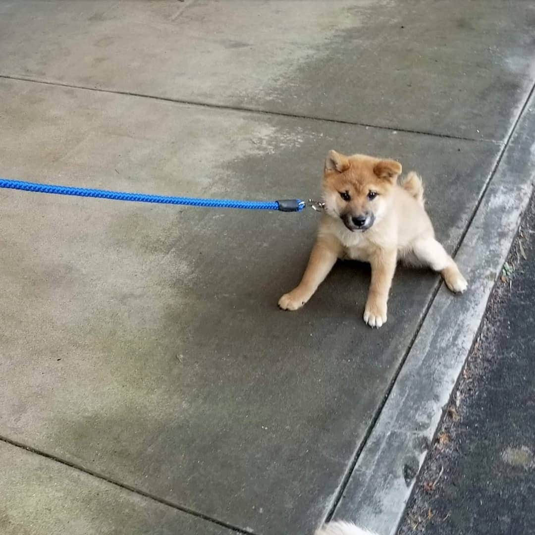 柴犬たま Shibainu Tamaのインスタグラム