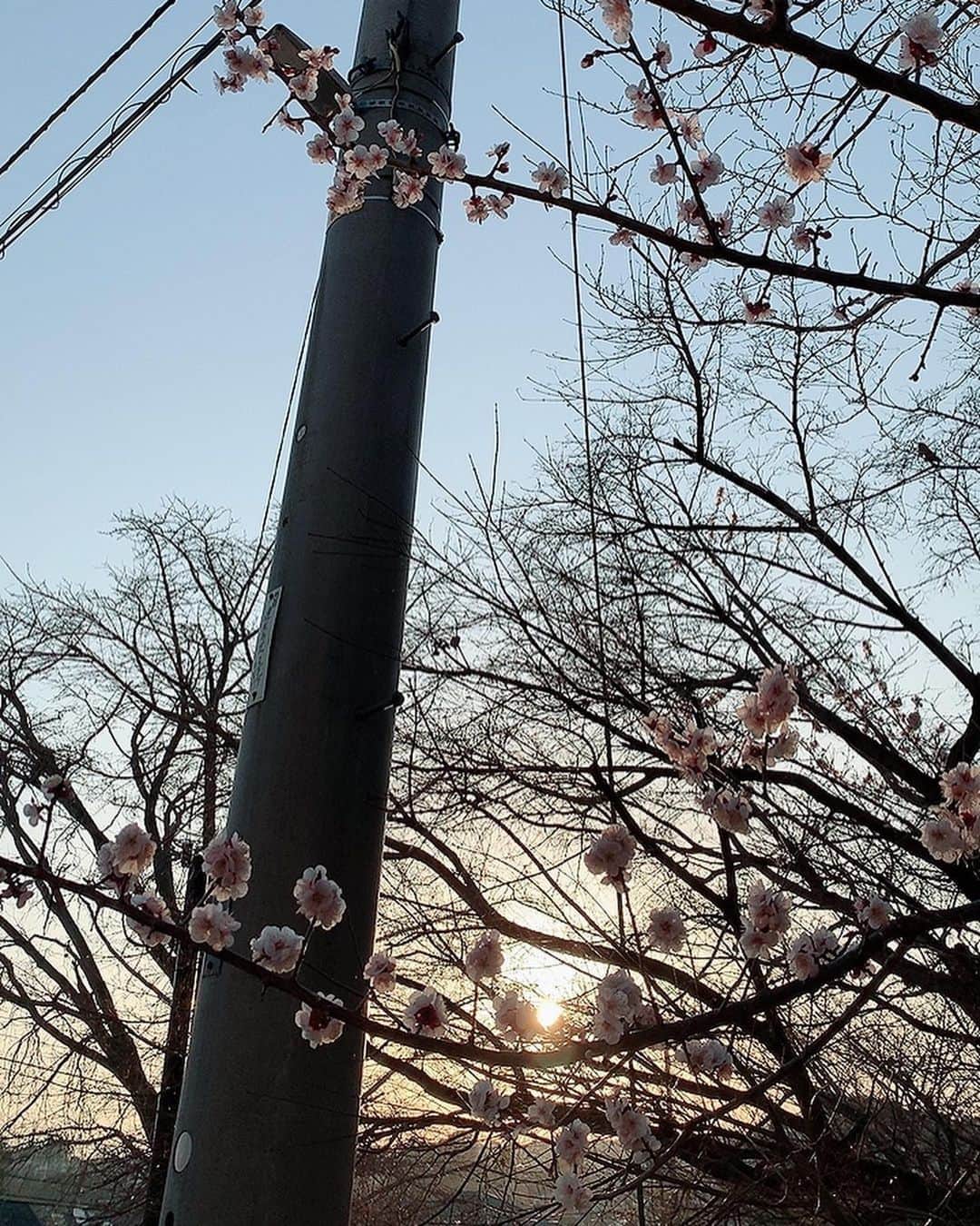 森藤恵美さんのインスタグラム写真 - (森藤恵美Instagram)「小さな春、みーつけた🌸☺️ #春 #spring」2月24日 18時45分 - emi_morifuji
