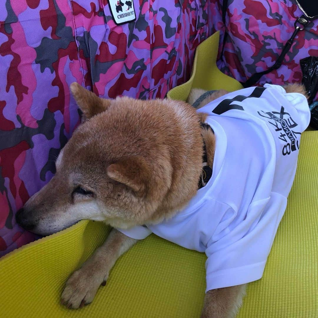 おーせさんのインスタグラム写真 - (おーせInstagram)「じぃさまとドライブじゃ♡  #柴犬#譲渡犬#出会いは譲渡会#shiba#前庭疾患のあと#散歩道#15歳の老犬#柴スタグラム#笑う犬#犬好き#老犬」2月24日 19時13分 - oosedon